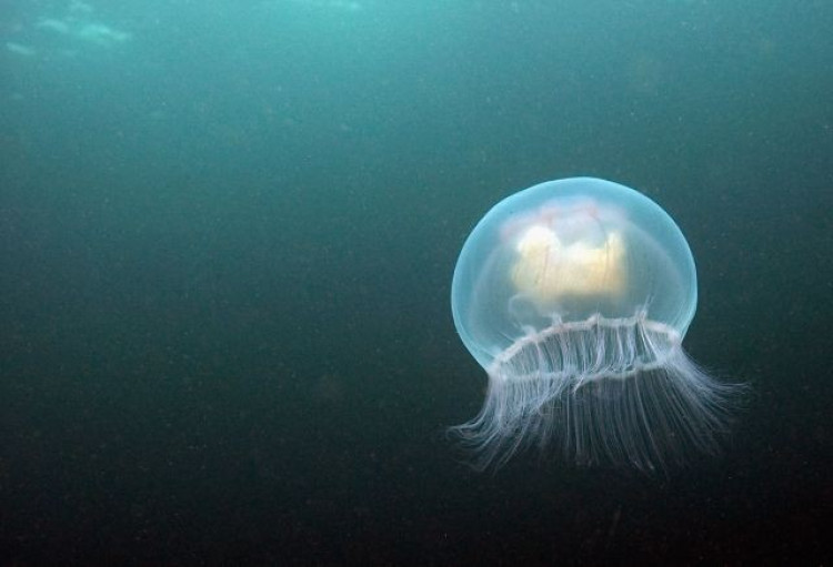 Миниатюрна медуза пътешественик разкрива тайната на безсмъртието