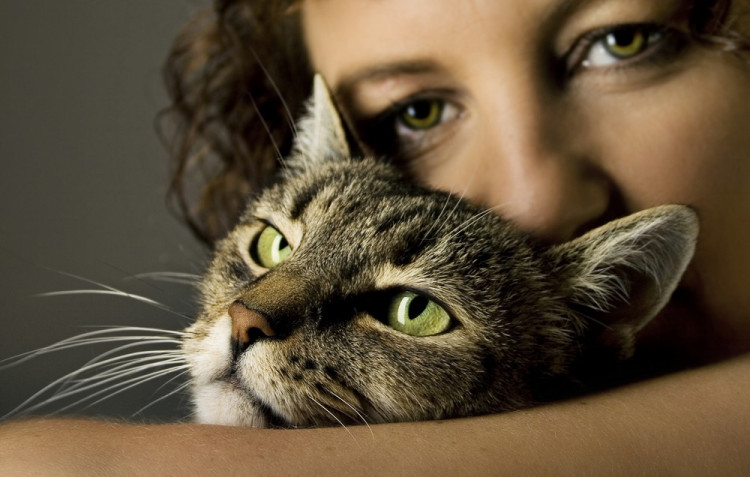 Какви болести откриват и лекуват котките