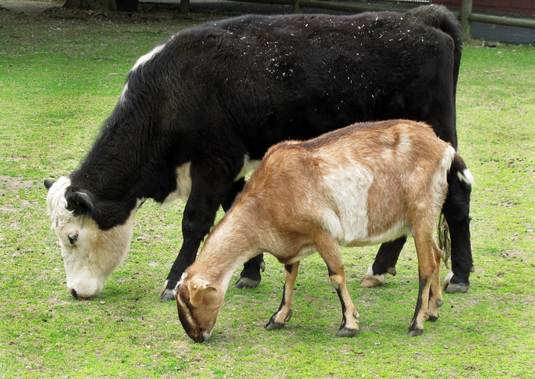 По какво се различава козето от кравето мляко?