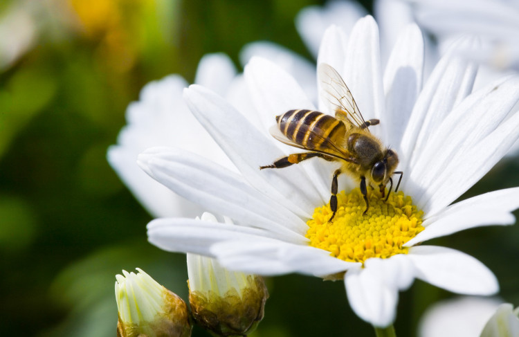 Пчелните продукти са лек за 200 болести