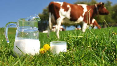 Вредно ли е кравето мляко?