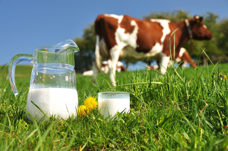 Вредно ли е кравето мляко?