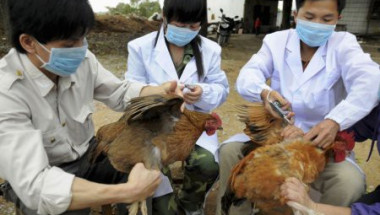 В Китай бият тревога за нов щам на птичия грипен вирус