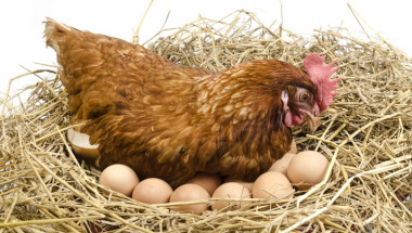 Кокошите яйца държат инсулта далеч от вас