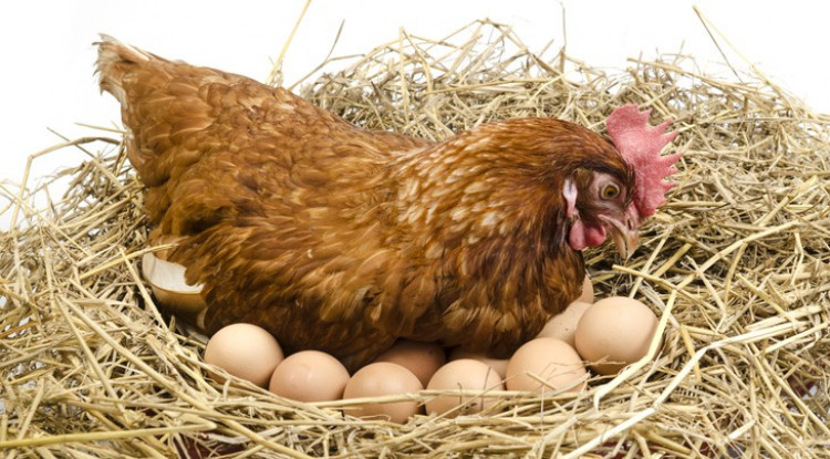 Кокошите яйца държат инсулта далеч от вас
