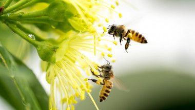Пчелният прашец – суперхрана  и естествен антибиотик