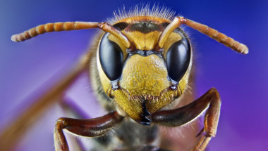 Какво да правите, ако ви ухапе оса или пчела?