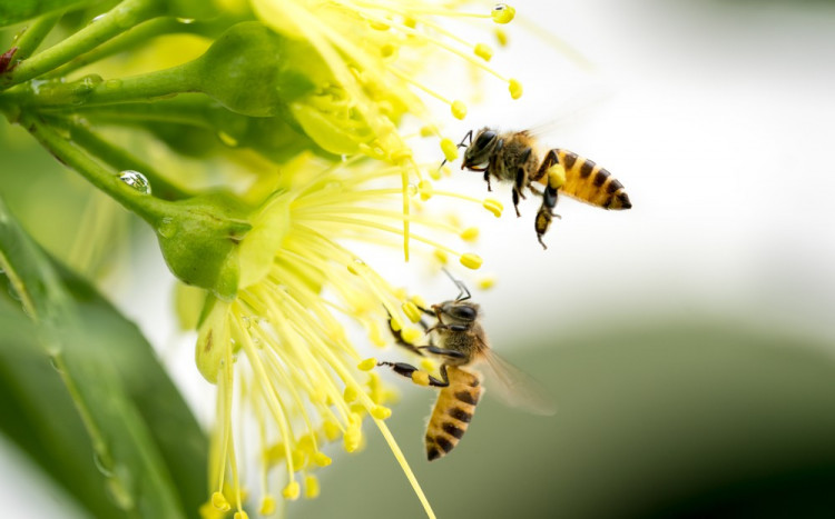 Пчелният прашец – суперхрана  и естествен антибиотик