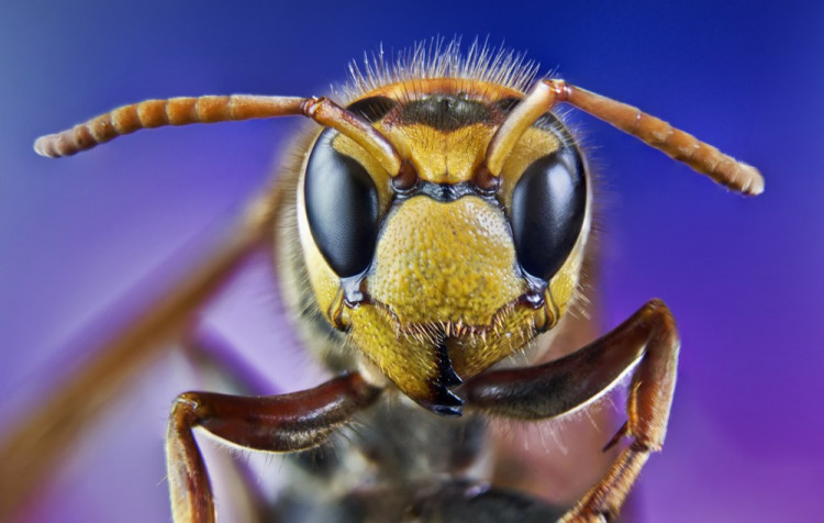 Какво да правите, ако ви ухапе оса или пчела?