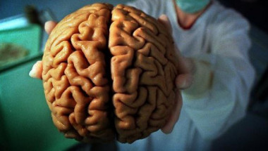 Американски учени посочиха как да предотвратите състаряването на мозъка си