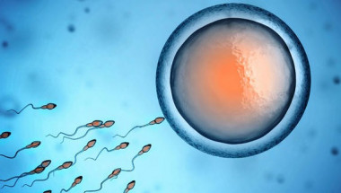 Пробив! Сперматозоиди лекуват рак (ВИДЕО)