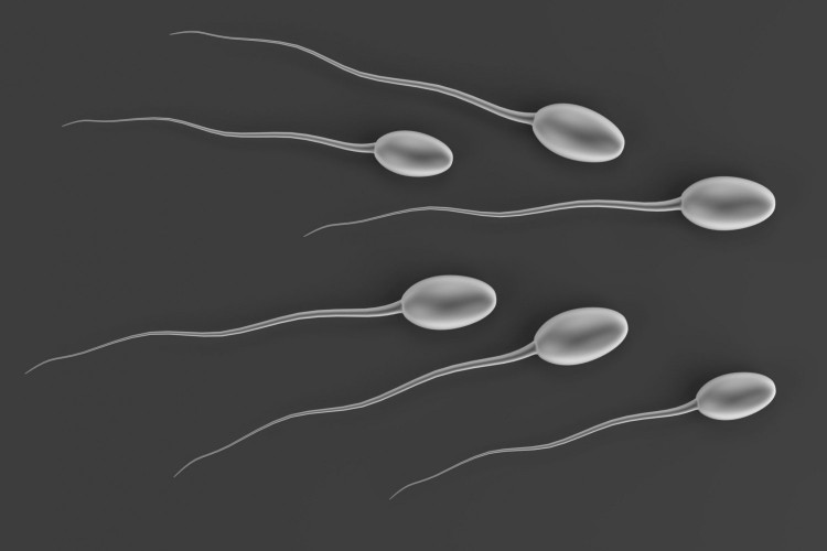 14 интересни факти за сперматозоидите, които вероятно не знаете