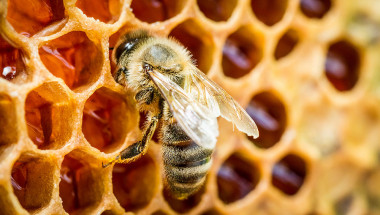 Д-р Димитър Пашкулев: Пчелният прашец е най-силният природен лек