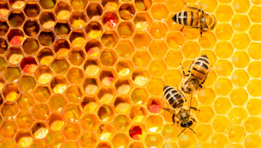 Д-р Пламен Енчев: Пчелите лекуват над 500 болести