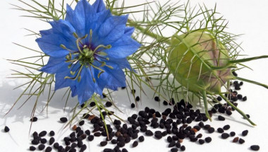 3 народни рецепти с това древно растение ще ви спасят от мигрената, ревматизма и високото кръвно