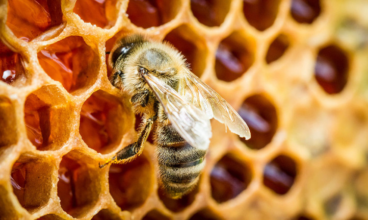 Д-р Димитър Пашкулев: Пчелният прашец е най-силният природен лек