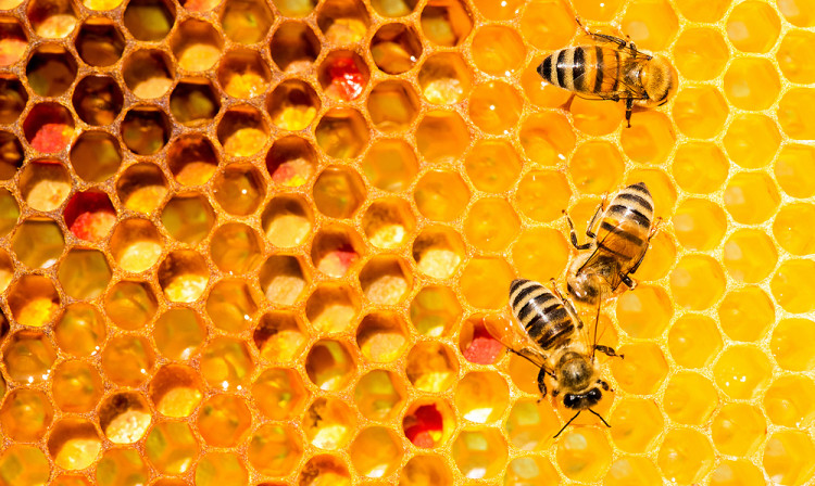 Д-р Пламен Енчев: Пчелите лекуват над 500 болести