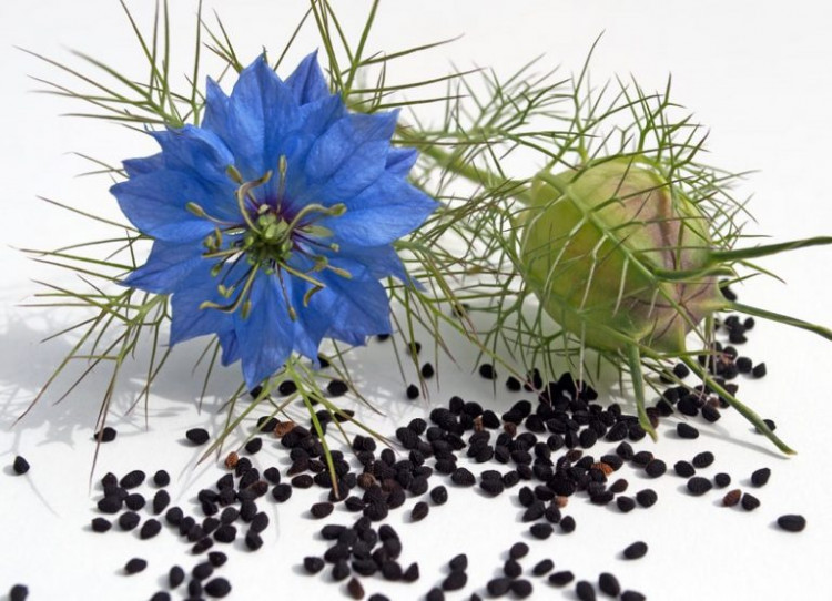 3 народни рецепти с това древно растение ще ви спасят от мигрената, ревматизма и високото кръвно