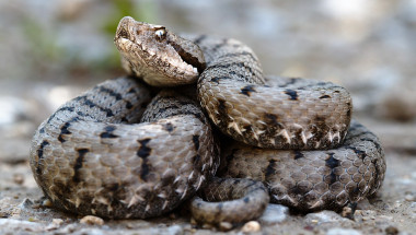 Кои са отровните змии в България и какво да правим, ако ни ухапят (СНИМКИ)