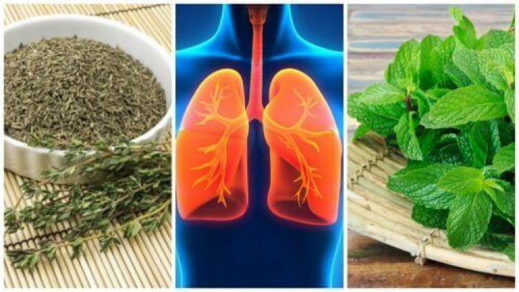 4 билки връщат здравето на белите дробове