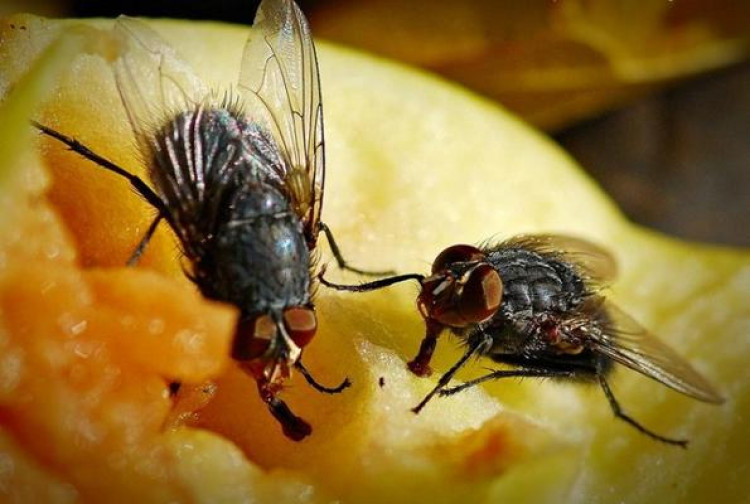 Какво ще се случи с храната ви, ако на нея кацне муха?