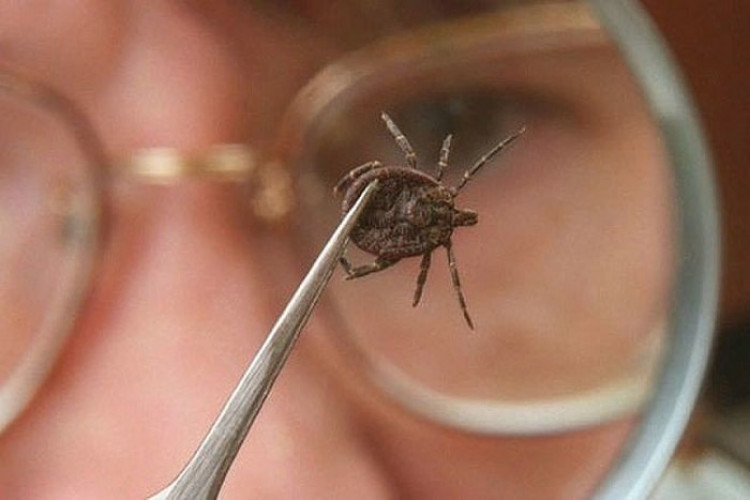 Лесен начин, който ще ви предпази да не бъдете жертва на кърлежи и насекоми (СНИМКИ)