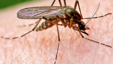 Откриха най-ефективния и естествен метод за справяне с комарите