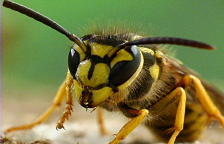 10 ухапвания от насекоми, които всеки би трябвало да може да идентифицира (СНИМКИ)