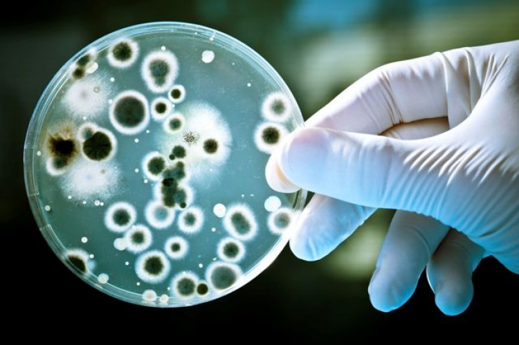 Евродепутати със зловещо предупреждение: Бактериите ще ни убиват по-бързо от рака, антибиотиците спират да действат