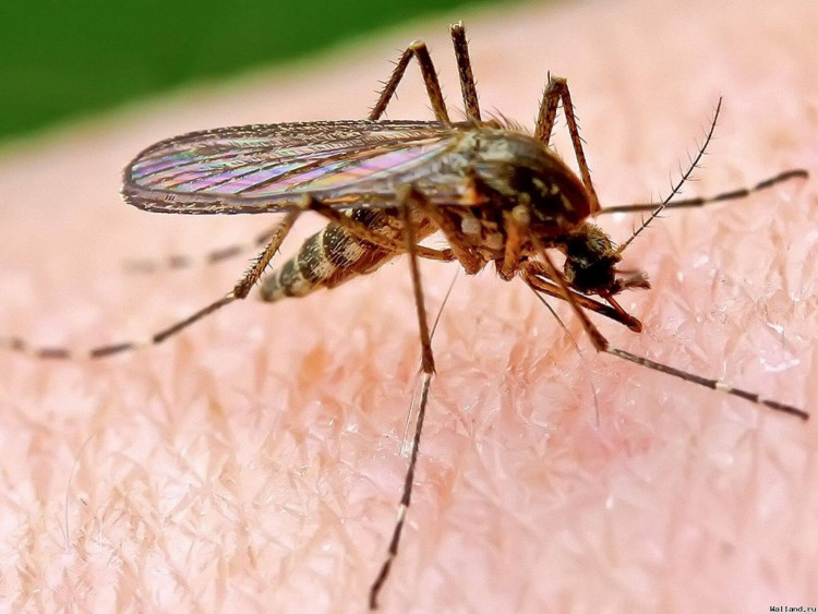 Откриха най-ефективния и естествен метод за справяне с комарите