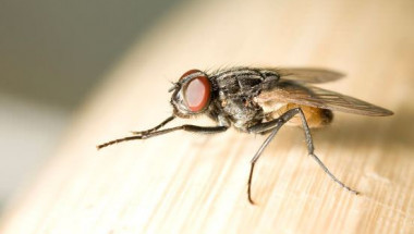 2 елементарни трика да се отървете от комарите, мухите и други гадинки в дома