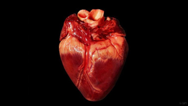 Учени откриха как сърцето да не остарява