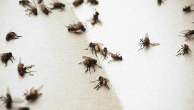 Най-добрите начини за защита срещу мухи и други насекоми през лятото