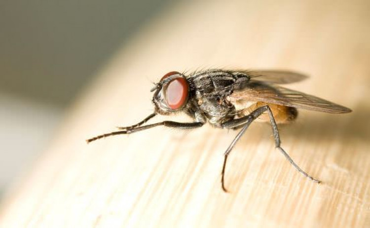 2 елементарни трика да се отървете от комарите, мухите и други гадинки в дома