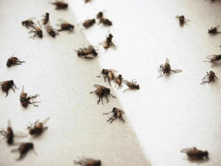 Най-добрите начини за защита срещу мухи и други насекоми през лятото