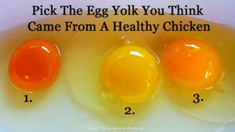 Вижте как да разпознаете яйцата от здрава кокошка!