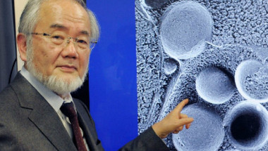 Диетата, на японски професор, за която той получи Нобелова награда