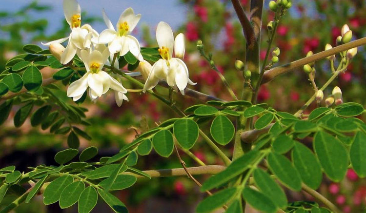 Моринга – растението „чудо“ за добро храносмилане и баланс на кръвната захар