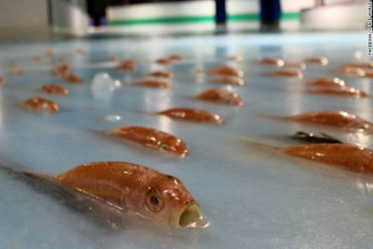 Нови изследвания развенчаха митовете за ефекта от рибеното масло и витамин D