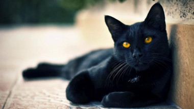 ScienceDirect: Котките заразяват хората с шизофрения!