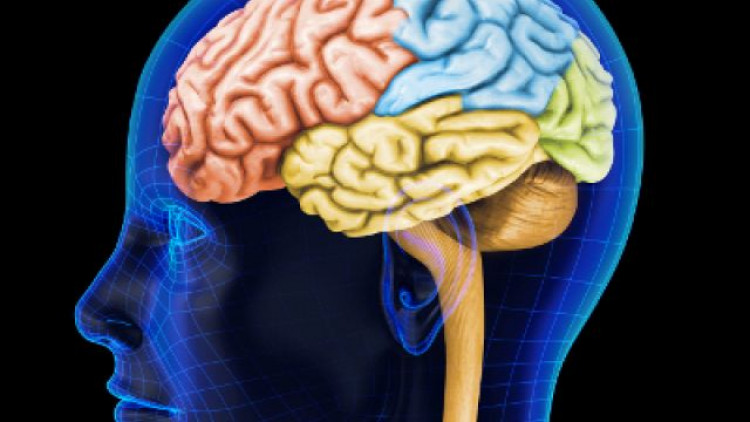 Как да подмладим мозъка си след 50-годишна възраст?