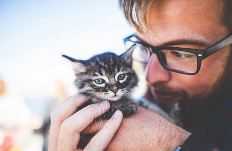 Учени обясниха защо всеки човек се нуждае от котка