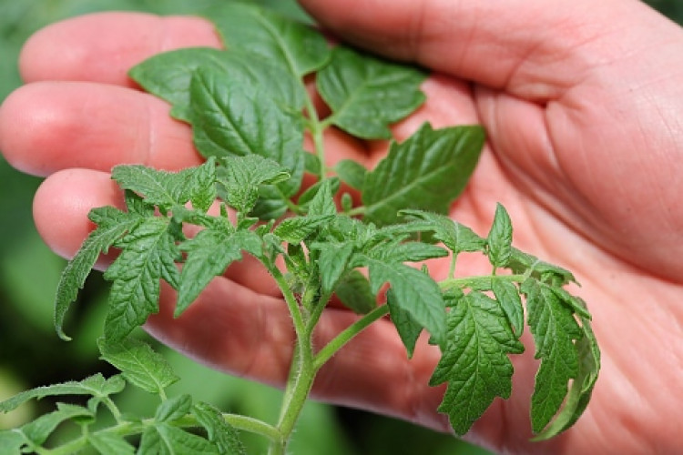 Учени посочиха зеленчука, който предотвратява рак