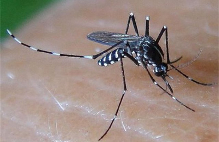 Учени разкриха любителите на кои храни и напитки са най-ядени от комарите