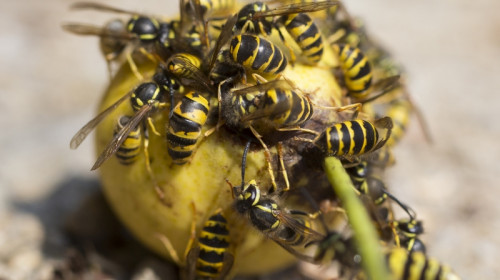 Какво да правите, ако ви ужили пчела или оса?