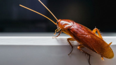 Отървете се лесно от опасните за здравето хлебарки