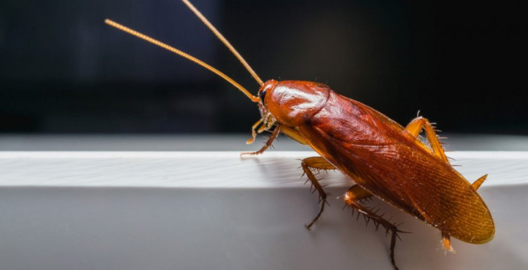 Отървете се лесно от опасните за здравето хлебарки