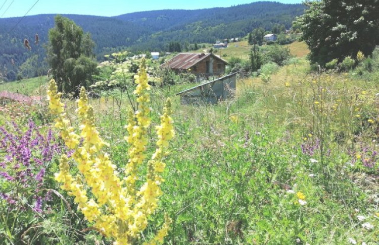 Дълголетници събират чудодейна билка в Родопите