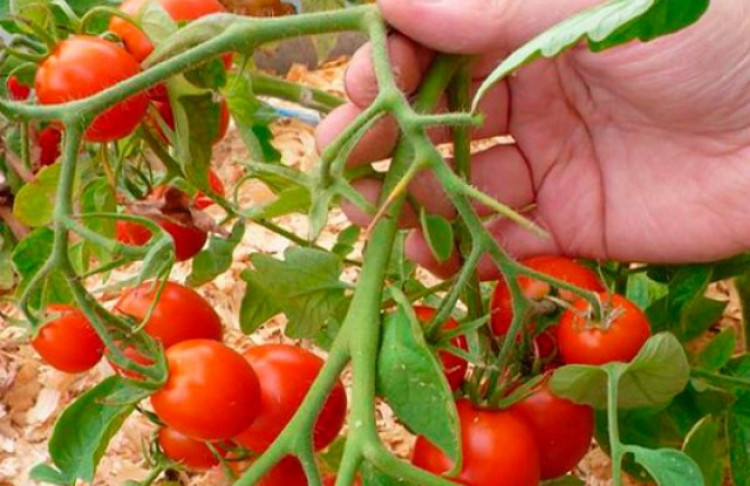 Защо никога не трябва да държим доматите в хладилник
