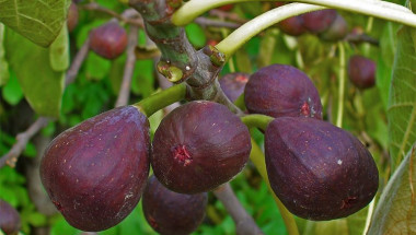 Кои са полезните свойства на плодовете, наречени „сладострастните лечителки“